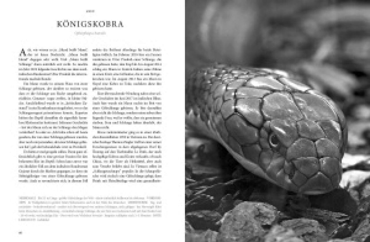 REPTILIA – Köpfe der Urzeit
